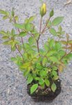 Rosa 'Golden Sun' Růže 'Golden Sun' Nelen pro zelen sazenice QP