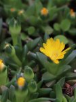 Delosperma nubigenum 'Lesotho' Kosmatec 'Lesotho' Nelen pro zelen květy
