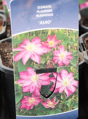 Clematis 'Asao' Plamének 'Asao' Nelen pro zelen etiketa
