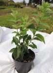 Philadelphus 'Belle Etoile' Pustoryl 'Belle Etoile' Nelen pro zelen ko1,5L