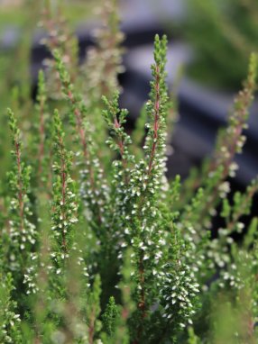 Calluna vulgaris 'Irma' Vřes obecný 'Irma' Nelen pro zelen detail poupat