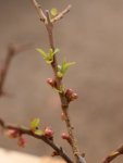 Chaenomeles speciosa 'Rubra´ Kdoulovec lahvicovitý 'Rubra' Nelen pro zelen rašící
