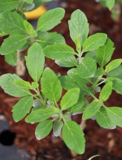 Caryopteris clandonensis 'Grand Blue' ® Ořechokřídlec clandonský 'Grand Blue' ® Nelen pro zelen listy Caryopteris clandonensis 'Grand Blue' ® Ořechokřídlec clandonský 'Grand Blue' ® Nelen pro zelen listy