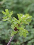 Quercus robur ´Argenteo-marginata´ Dub letní 'Argenteo-marginata' Nelen pro zelen rašící listy
