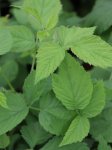 Rubus idaeus 'Regina' Maliník 'Regina' Nelen pro zelen listy