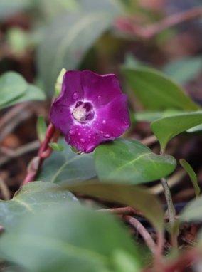 Vinca minor 'Atropurpurea´ Barvínek menší 'Atropurpurea' Nelen pro zelen květ