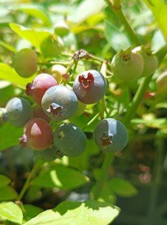 Vaccinium corymbosum 'Poppins' ® Kanadská borůvka 'Poppins' ® Nelen pro zelen plody Vaccinium corymbosum 'Poppins' ® Kanadská borůvka 'Poppins' ® Nelen pro zelen plody
