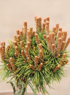 Pinus mugo 'Fischlrinboden' Borovice kleč 'Fischleinboden' Nelen pro zelen detail Pinus mugo 'Fischlrinboden' Borovice kleč 'Fischleinboden' Nelen pro zelen detail