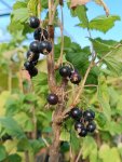 Ribes nigra 'Ben Alder' Rybíz černý 'Ben Alder' Nelen pro zelen plody