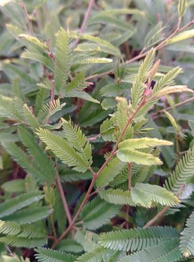 Calliandra ´Dixie Pink´ Kaliandra suriamská 'Dixie Pink' Nelen pro zelen listy