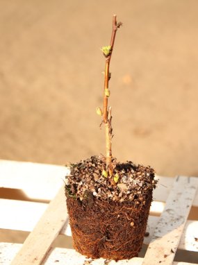 Sorbaria sorbifolia ´Sem´® Tavolníkovec jeřábolistý 'Sem' ® Nelen pro zelen sazenice QP