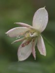 Clematis montana 'Broughton Star´ Plamének horský 'Broughton Star' Nelen pro zelen rozkvétající poupě