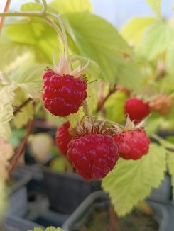 Rubus idaeus 'Regina' Maliník 'Regina' Nelen pro zelen plody Rubus idaeus 'Regina' Maliník 'Regina' Nelen pro zelen plody