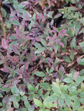 Nandina domestica 'Summer Sunset'® Nandina domácí 'Summer Sunset' ® Nelen pro zelen listy