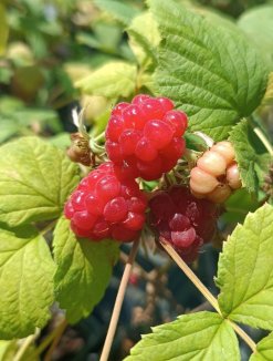 Rubus idaeus 'Glen Ample' Maliník 'Glen Ample' Nelen pro zelen plody