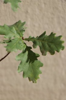 Dub letní Nelen pro zelen Quercus robus list