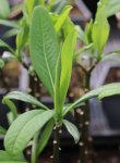 Edgeworthia chrysantha Edgevortie - papírový keř Nelen pro zelen list