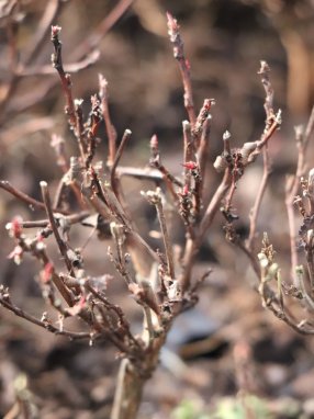 Physocarpus opulifolius 'Little Joker´ Tavola kalinolistá 'Little Joker' Nelen pro zelen rašící rostlina