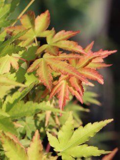 Acer palmatum 'Red Wood' Javor dlanitolistý 'Red Wood' Nelen pro zelen zabarvení listů