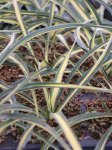 Yucca filamentosa ´Color Guard´ Juka vláknitá 'Color Guard' Nelen pro zelen detail