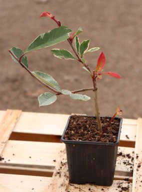 Photinia x fraseri ´Louise McLarlou® Blýskavka Fraserova ´Louise McLarlou® Nelen pro zelen sazenice h9x9