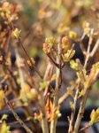 Punica granatum ´Chico´ Marhaník granátový 'Chico' Nelen pro zelen rašící rostlina