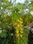 Laburnum anagyroides Štědřenec odvislý Nelen pro zelen květ