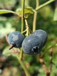 Vaccinium corymbosum 'Patriot' Kanadská borůvka 'Patriot' Nelen pro zelen plody