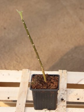 Edgeworthia chrysantha Edgevortie - papírový keř Nelen pro zelen sazenice h9x9