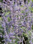 Perovskia atriplicifolia 'Lacey Blue' Perovskie lebedolistá 'Lacey Blue' Nelen pro zelen květy