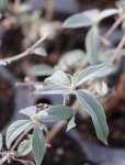 Buddleja davidii 'Summer Beauty´ Komule Davidova 'Summer Beauty' Nelen pro zelen list