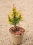 Pinus mugo 'Wintergold' Borovice kleč 'Wintergold' Nelen pro zelen sazenice kontej 2L