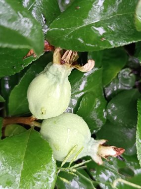 Chaenomeles x superba 'Jet Trail' Kdoulovec nádherný 'Jet Trail' Nelen pro zelen plody