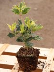 Osmathus heterophyllus ´Goshiki´ Vonokvětka různolistá 'Goshiki' Nelen pro zelen sazenice QP