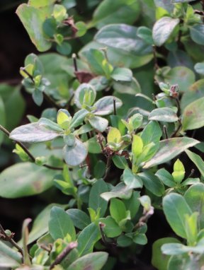Lonicera japonica 'Hall´s Prolific´ Zimolez japonský 'Hall's Prolific' Nelen pro zelen listy