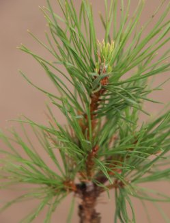 Pinus sylvestris ´Viridis Compacta´ Borovice lesní 'Viridis Compacta' Nelen pro zelen detail Pinus sylvestris ´Viridis Compacta´ Borovice lesní 'Viridis Compacta' Nelen pro zelen detail