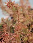 Sedum reflexum 'Angelina' Rozchodník 'Angelina' Nelen pro zelen zabarvení