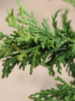 Cypřišek hrachonosný Nelen pro zelen Chamaecyparis pisifera jehličí