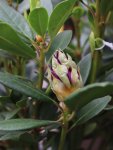 Rhododendron ´Graal Müritz´ Rododendron 'Graal Müritz' Nelen pro zelen poupě