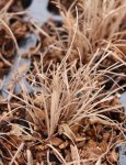 Vousatice metlatá Nelen pro zelen Schizachyrium scoparium zimující rosltina