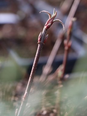 Viburnum bodnantense 'Dawn' Kalina bodnantská 'Dawn' Nelen pro zelen rašící