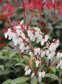 Pieris japonica 'Mountain Fire' Pieris japonský 'Mountain Fire' Nelen pro zelen květy Pieris japonica 'Mountain Fire' Pieris japonský 'Mountain Fire' Nelen pro zelen květy