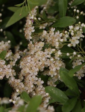 Pyracantha 'Orange Glow' Hlohyně 'Orange Glow' Nelen pro zelen květy