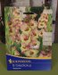 Gladiola 'Sapporo' Nelen pro zelen