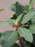 Rhododendron ´Karl Naue´ Rododendron 'Karl Naue' Nelen pro zelen poupě