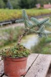 Jedle španělská 'Glauca'