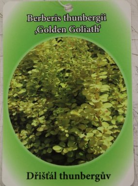 Dřišťál Thunbergův 'Golden Goliath'