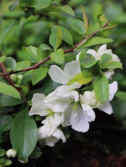 Chaenomeles x superba 'Jet Trail' Kdoulovec nádherný 'Jet Trail' Nelen pro zelen květ Chaenomeles x superba 'Jet Trail' Kdoulovec nádherný 'Jet Trail' Nelen pro zelen květ