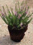 Calluna vulgaris 'Lilli' Vřes obecný 'Lilli' Nelen pro zelen sazenice