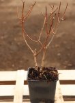 Hortenzie latnatá 'Vanille Fraise' - Výška: 10-30 cm, Technologie: Ko1l